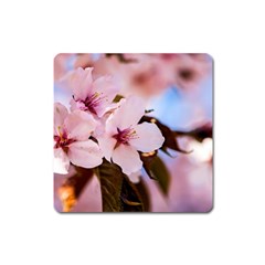 Three Sakura Flowers Square Magnet by FunnyCow