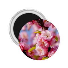 Flowering Almond Flowersg 2 25  Magnets