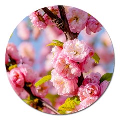 Flowering Almond Flowersg Magnet 5  (round) by FunnyCow