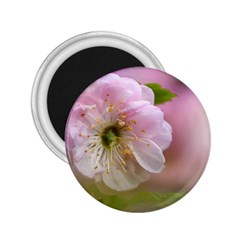 Single Almond Flower 2 25  Magnets by FunnyCow