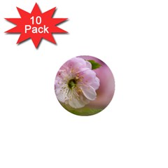 Single Almond Flower 1  Mini Buttons (10 Pack)  by FunnyCow