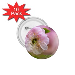 Single Almond Flower 1 75  Buttons (10 Pack) by FunnyCow