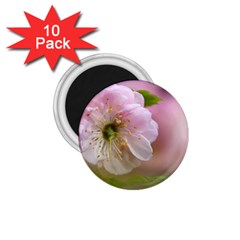 Single Almond Flower 1 75  Magnets (10 Pack)  by FunnyCow