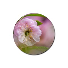 Single Almond Flower Rubber Round Coaster (4 Pack)  by FunnyCow