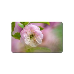 Single Almond Flower Magnet (name Card) by FunnyCow