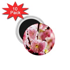 Blooming Almond At Sunset 1 75  Magnets (10 Pack)  by FunnyCow