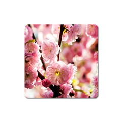 Blooming Almond At Sunset Square Magnet by FunnyCow