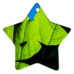 Window Of Opportunity Ornament (star) by FunnyCow