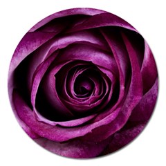 Plant Rose Flower Petals Nature Magnet 5  (round) by Sapixe