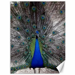 Peacock Bird Animals Pen Plumage Canvas 36  X 48  by Sapixe