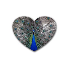 Peacock Bird Animals Pen Plumage Heart Coaster (4 Pack)  by Sapixe