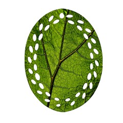 Butterbur Leaf Plant Veins Pattern Oval Filigree Ornament (two Sides) by Sapixe