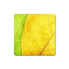 Green Yellow Leaf Texture Leaves Square Magnet by Alisyart