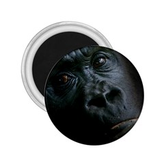 Gorilla Monkey Zoo Animal 2 25  Magnets by Nexatart