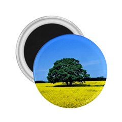 Tree In Field 2 25  Magnets