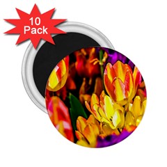 Fancy Tulip Flowers In Spring 2 25  Magnets (10 Pack)  by FunnyCow