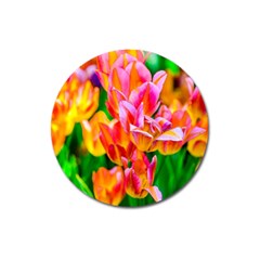 Blushing Tulip Flowers Magnet 3  (round)