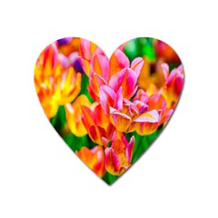 Blushing Tulip Flowers Heart Magnet by FunnyCow