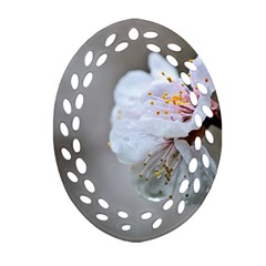 Rainy Day Of Hanami Season Oval Filigree Ornament (two Sides) by FunnyCow