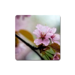 Soft Rains Of Spring Square Magnet by FunnyCow