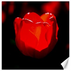 Red Tulip A Bowl Of Fire Canvas 12  X 12  by FunnyCow