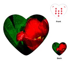 Red Tulip After The Shower Playing Cards (heart) by FunnyCow