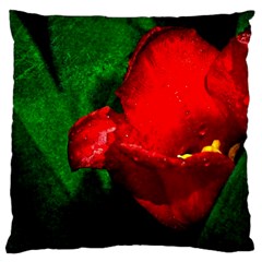 Red Tulip After The Shower Large Cushion Case (two Sides) by FunnyCow