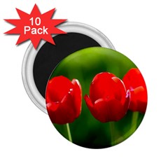 Three Red Tulips, Green Background 2 25  Magnets (10 Pack) 