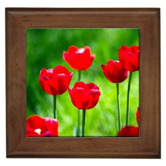 Red Tulip Flowers, Sunny Day Framed Tiles by FunnyCow