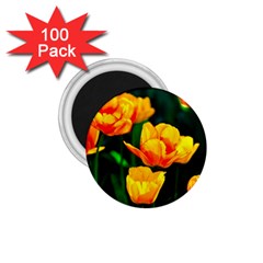 Yellow Orange Tulip Flowers 1 75  Magnets (100 Pack)  by FunnyCow