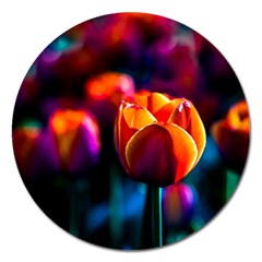 Red Tulips Magnet 5  (round) by FunnyCow