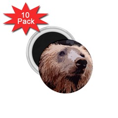 Bear Looking 1 75  Magnets (10 Pack) 