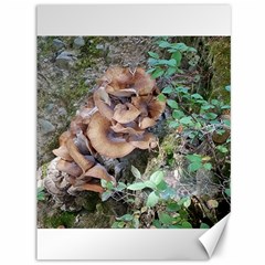 Abstract Of Mushroom Canvas 36  X 48 
