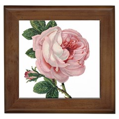 Rose 1078272 1920 Framed Tiles by vintage2030