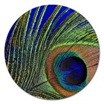 Peacock Feather Macro Peacock Bird Magnet 5  (Round) Front