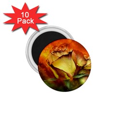 Rose Flower Petal Floral Love 1 75  Magnets (10 Pack)  by Sapixe