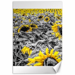 Sunflower Field Girasol Sunflower Canvas 12  X 18 