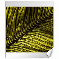 Feather Macro Bird Plumage Nature Canvas 8  X 10 