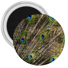 Peacock Feathers Color Plumage Green 3  Magnets