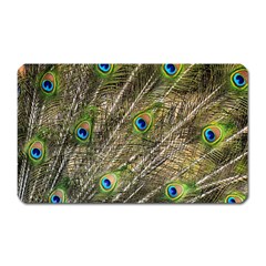 Peacock Feathers Color Plumage Green Magnet (rectangular) by Sapixe