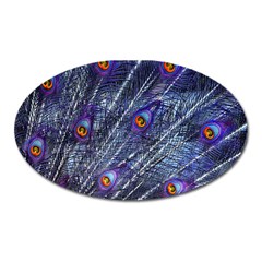 Peacock Feathers Color Plumage Blue Oval Magnet by Sapixe