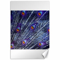 Peacock Feathers Color Plumage Blue Canvas 24  X 36 
