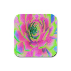 Lime Green And Pink Succulent Sedum Rosette Rubber Square Coaster (4 Pack)  by myrubiogarden