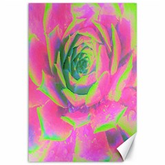 Lime Green And Pink Succulent Sedum Rosette Canvas 12  X 18  by myrubiogarden