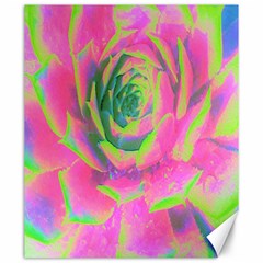 Lime Green And Pink Succulent Sedum Rosette Canvas 20  X 24  by myrubiogarden
