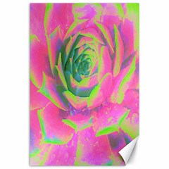 Lime Green And Pink Succulent Sedum Rosette Canvas 24  X 36  by myrubiogarden