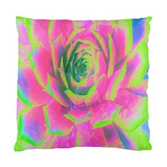 Lime Green And Pink Succulent Sedum Rosette Standard Cushion Case (two Sides) by myrubiogarden