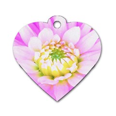 Pretty Pink, White And Yellow Cactus Dahlia Macro Dog Tag Heart (two Sides) by myrubiogarden