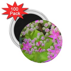 Hot Pink Succulent Sedum With Fleshy Green Leaves 2 25  Magnets (100 Pack) 