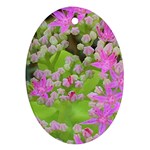 Hot Pink Succulent Sedum With Fleshy Green Leaves Oval Ornament (Two Sides) Front